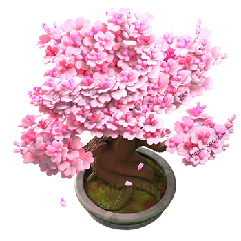 Cherry Bonsai